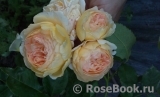 Crown Princess Margareta®