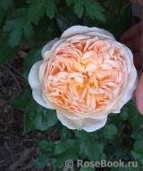 Crown Princess Margareta®