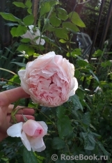 The Wedgwood Rose