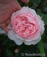 The Wedgwood Rose