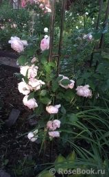 The Wedgwood Rose