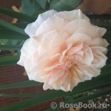 A Shropshire Lad