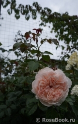 Rose de Tolbiac ®