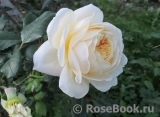 Crocus Rose® 