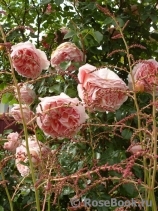 Abraham Darby