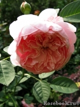 The Alnwick Rose