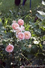 Abraham Darby