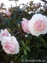 A Shropshire Lad