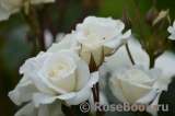 White Bouquet