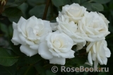 White Bouquet