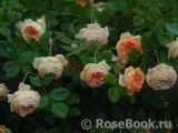 Crown Princess Margareta®