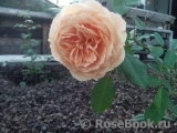 Crown Princess Margareta®