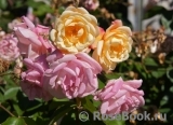 Apricot Bells