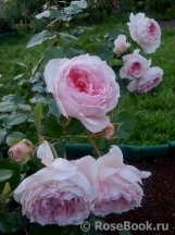 The Wedgwood Rose