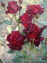 Black Baccara