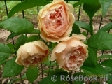 Crown Princess Margareta®