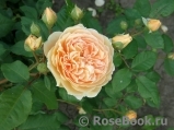 Crown Princess Margareta®