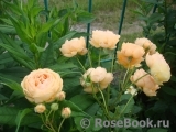 Crown Princess Margareta®