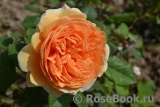 Crown Princess Margareta®