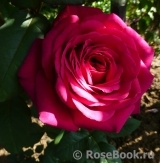 Johann Wolfgang von Goethe Rose®