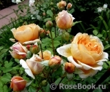 Crown Princess Margareta®