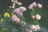 Abraham Darby