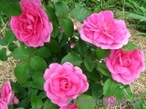 Gertrude Jekyll