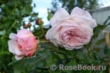 A Shropshire Lad