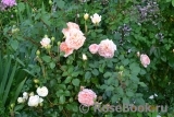 Abraham Darby