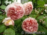 Abraham Darby