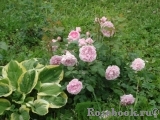 Cottage Rose 