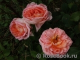 Abraham Darby