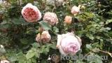 Abraham Darby