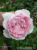 The Wedgwood Rose