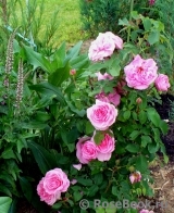 Gertrude Jekyll