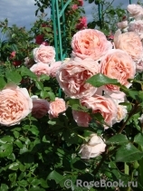 Abraham Darby