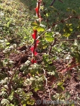 Rosa sericea Pteracantha 