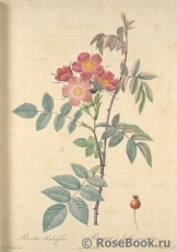 Rosa glauca 