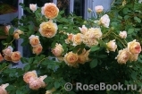 Crown Princess Margareta®