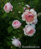 A Shropshire Lad