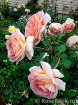 Abraham Darby