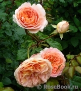 Abraham Darby