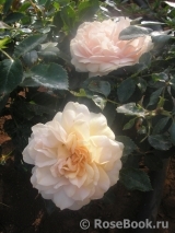 Garden of Roses 