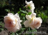 Crocus Rose® 