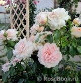 Garden of Roses 