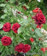 Black Baccara