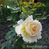 Crocus Rose® 