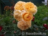 Crown Princess Margareta®