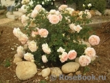 Abraham Darby