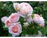 Abraham Darby